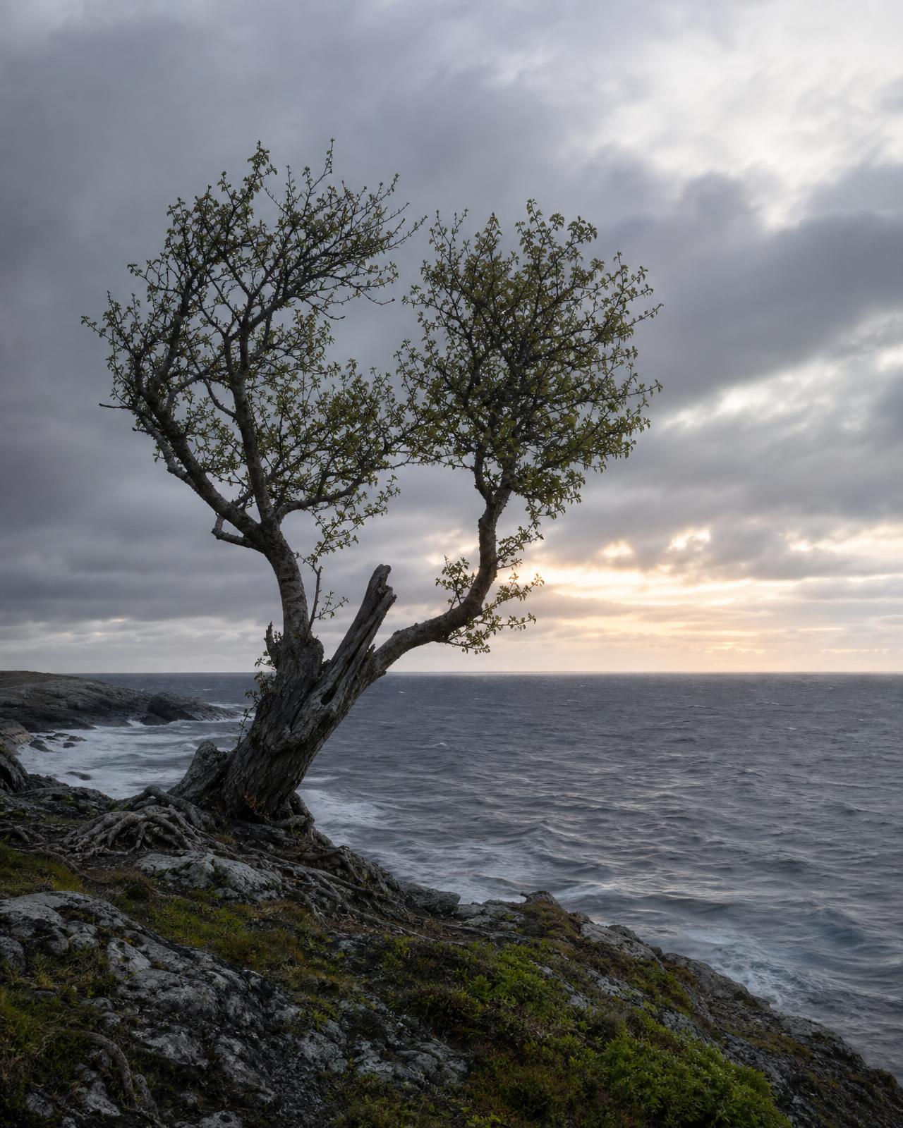 Storm-shaped coastal tree rooted above a cold sea