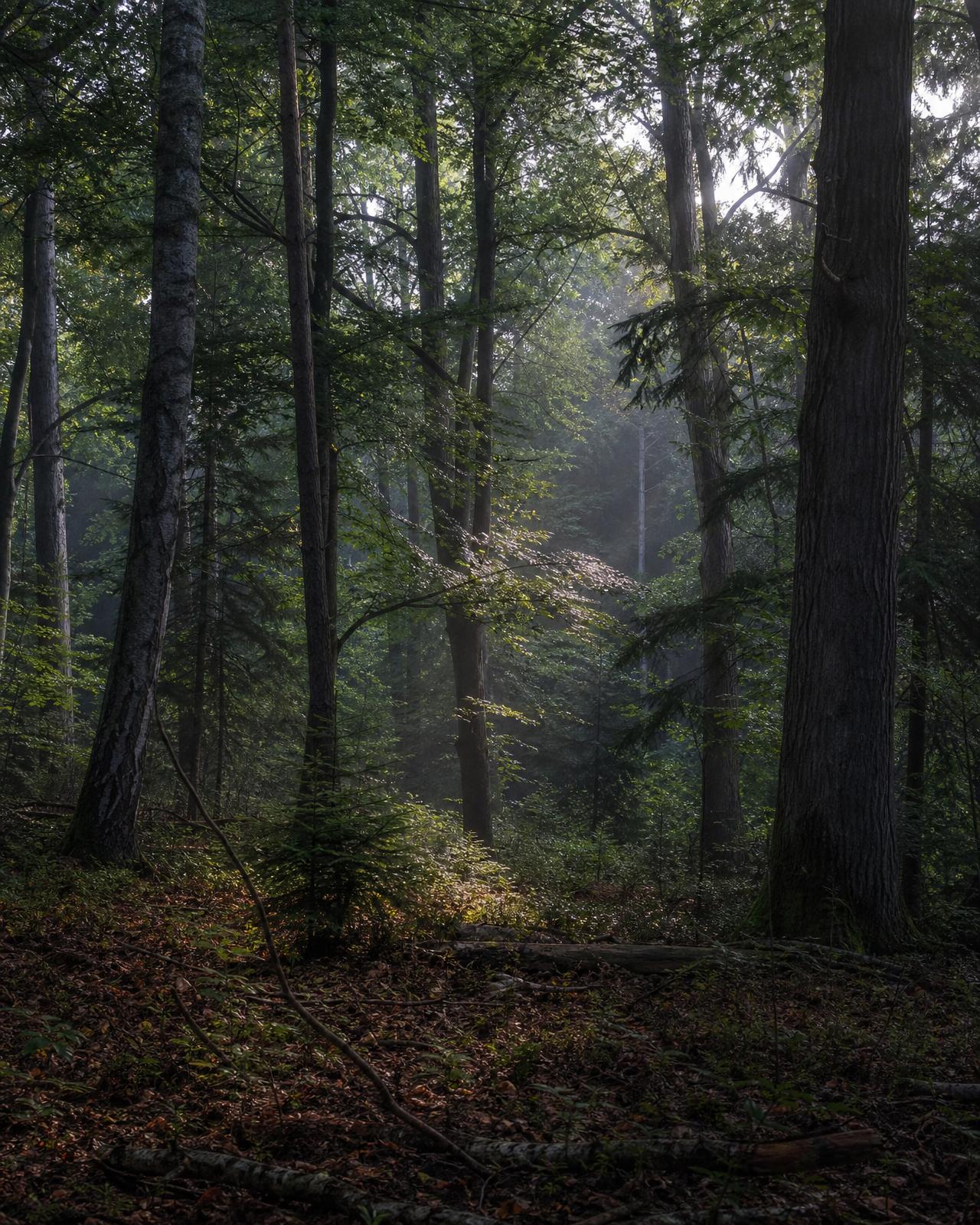 Mixed old-growth trees sharing one quiet forest clearing